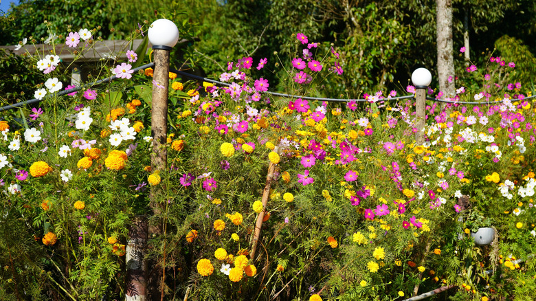 cosmos and marigold flowers growing together