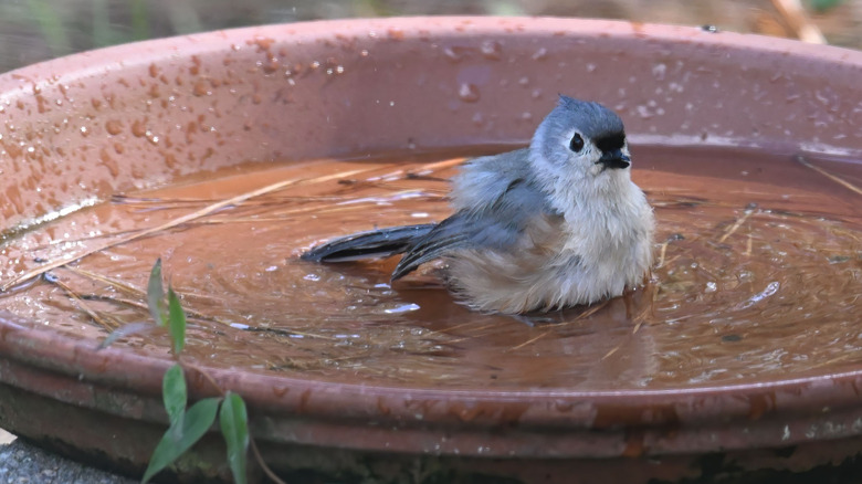 A bird swims in a birdbath