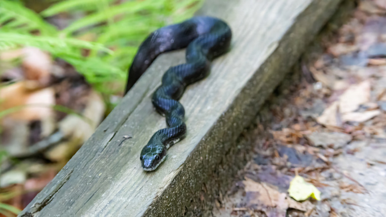 A black rat snake slithers across a piece of wood laying in the grass