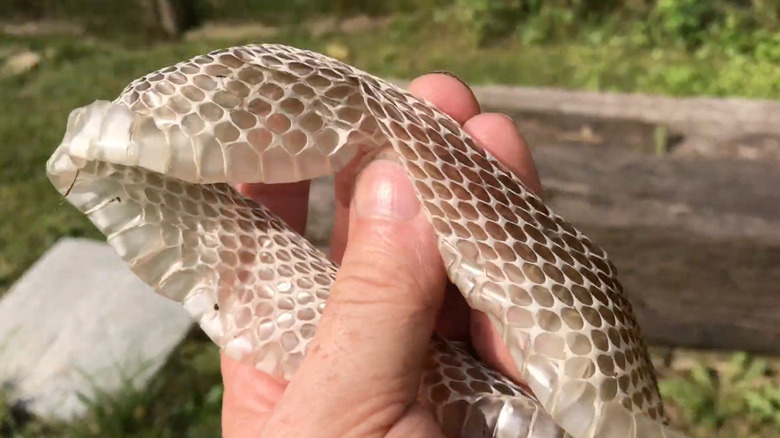 A person is shown holding a black rat snake skin in a backyard