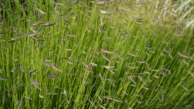 blue grama grass