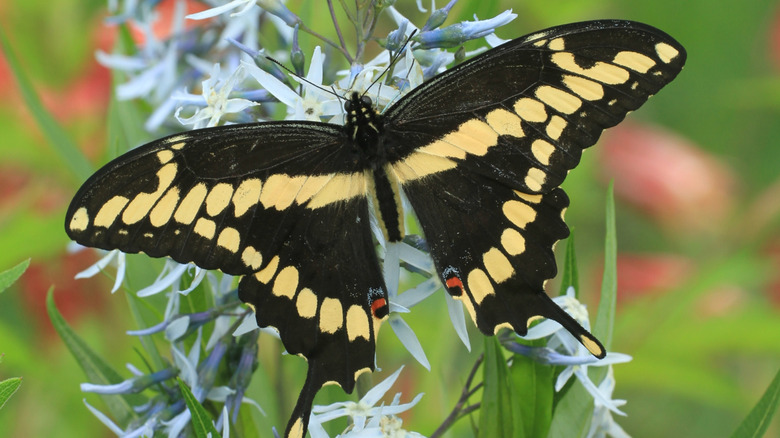 Large swallowtail butterfly on bluestar flower