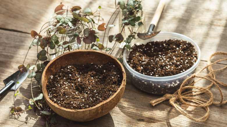 Preparing to hang coconut shell planters with twine