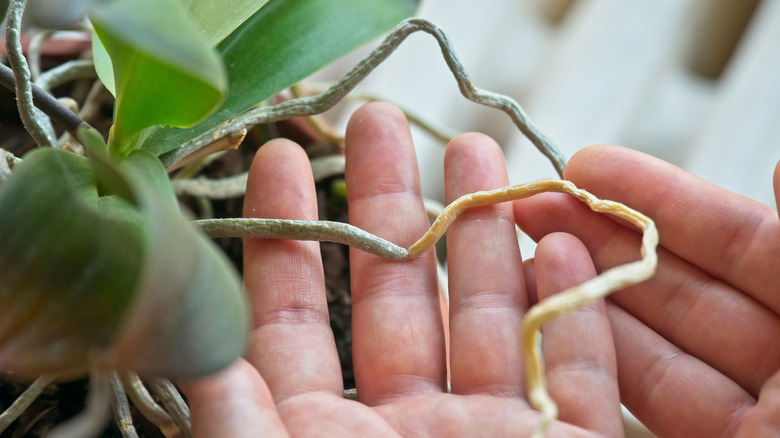 Hands holding a dried out orchid root
