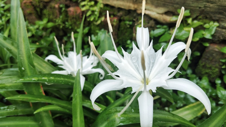 Beautiful white spider lily flowers (Hymenocallis littoralis) in outdoor garden