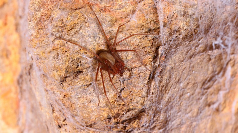 Brown recluse spider retreating into its web on a rocky surface