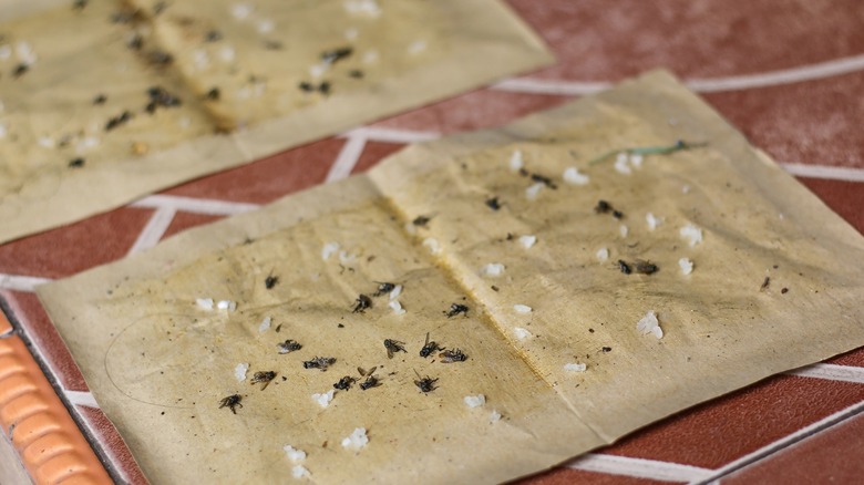 Sticky traps with a variety of dead insects