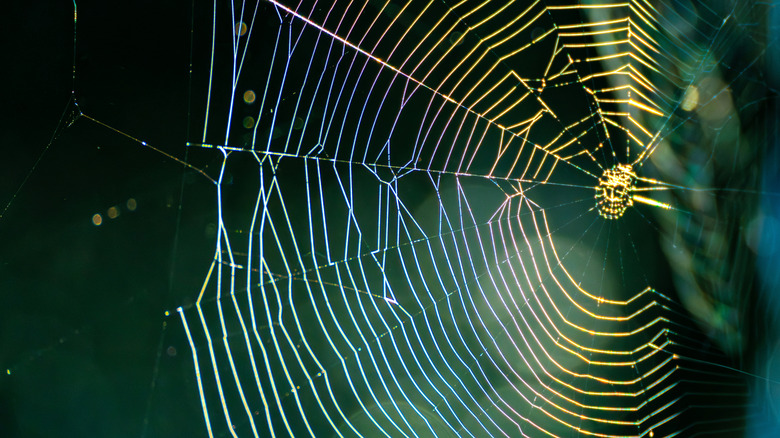 Closeup of an outdoor spiderweb, glistening in the sun