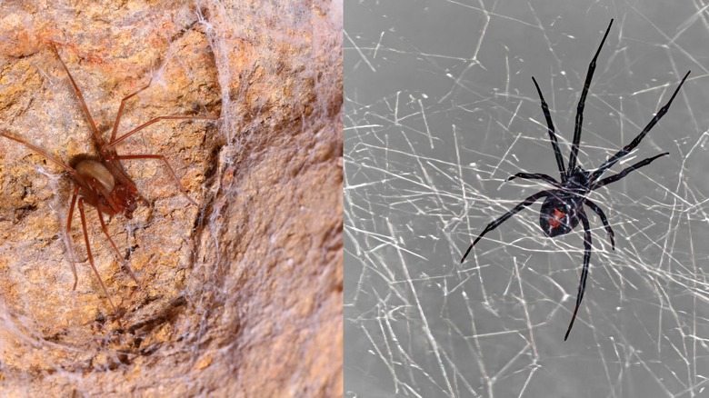 Split image of a brown recluse spider in an outdoor tunnel web and a black widow spider in a tangled web