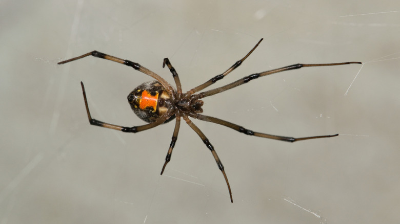 A brown widow in the midst of spinning a web.