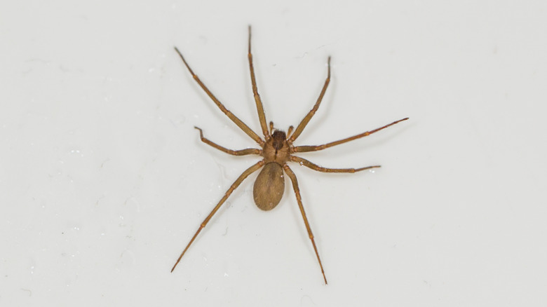 A large brown recluse is climbing the wall of a house.