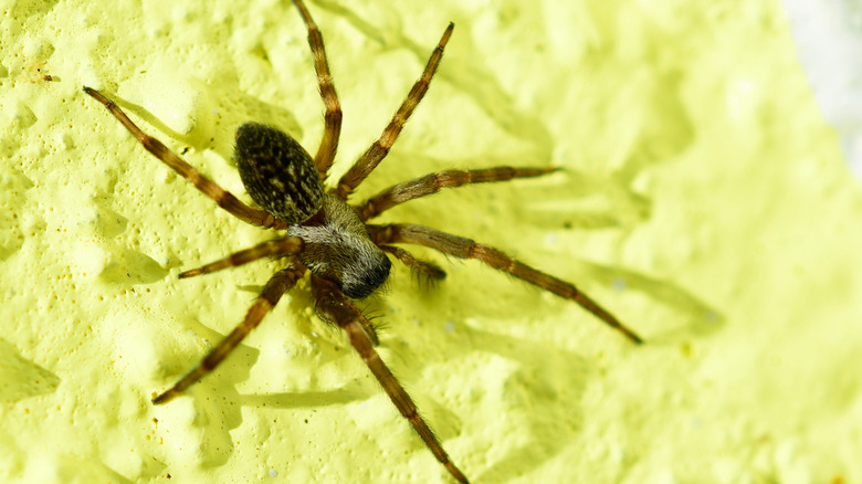 Common American house spider