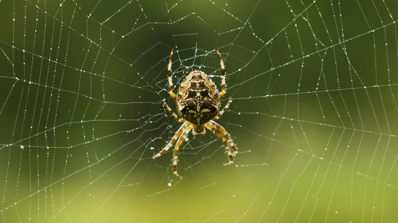 Orb spider sitting in its web with droplets of water