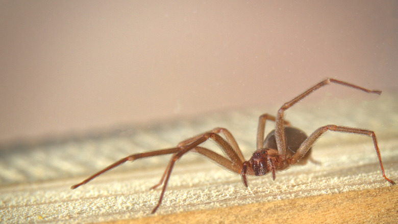 A brown recluse spider walking on a piece of wood