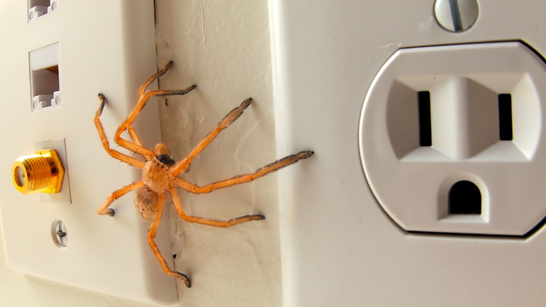 A wolf spider crawling in between a phone jack and electrical outlet