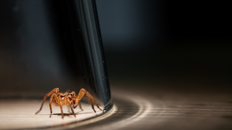 Wolf spider underneath a clear glass on table