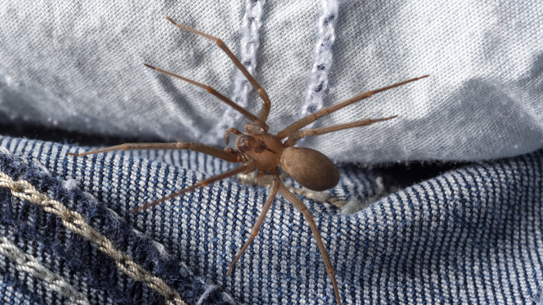 Brown recluse spider hiding inside clothing