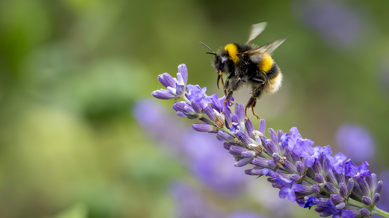 Bumble bee feeding from a lavender flower