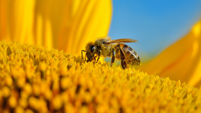 A honey bee collecting pollen from a sunflower