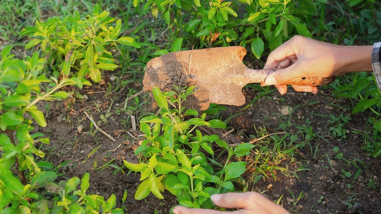 Person using heavily rusted hand shovel in the garden