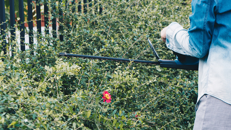 Woman using electric trimmer on overgrown branches