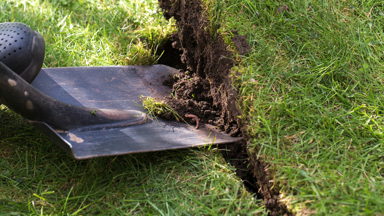 A shovel being used on grass soil