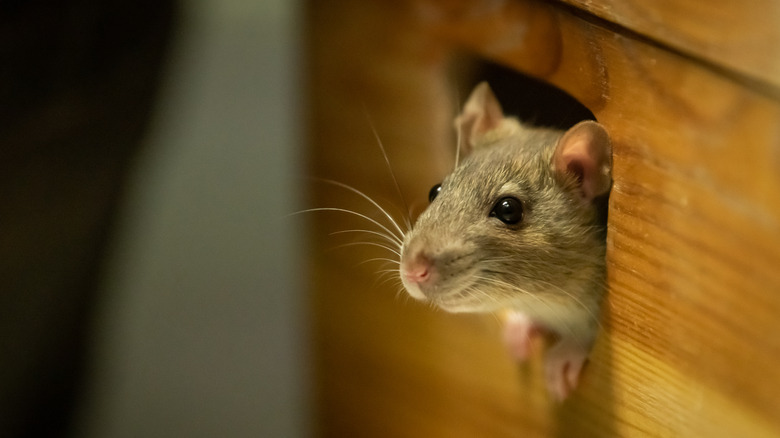 Mouse appearing out of hole in wall