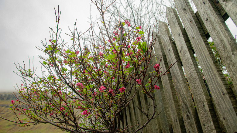Flowering scrub brush growing through a fence