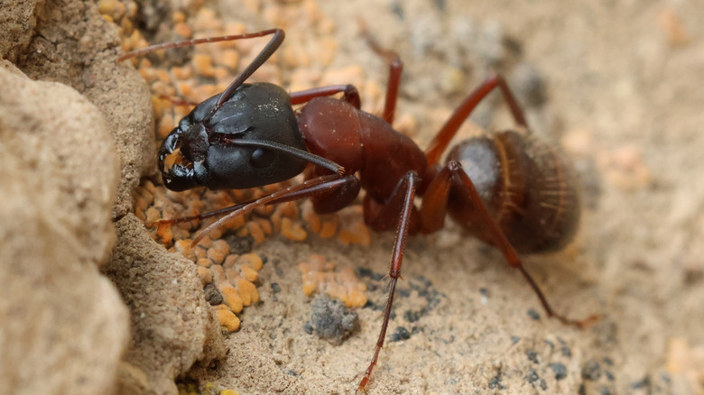 Close-up of a brown and black colored carpenter ant.