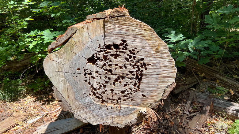 A tree stump on its side is riddled with tunnels and holes typical of a carpenter ant nest.