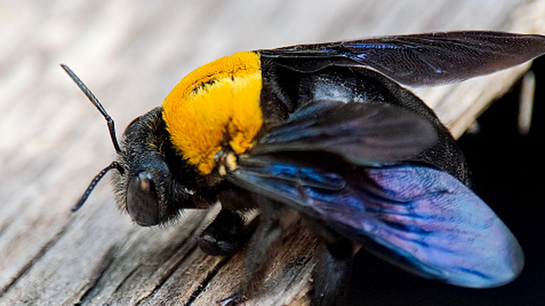 Carpenter bee sitting on a piece of wood