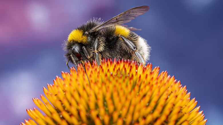 Bumble bee on top of a yellow flower