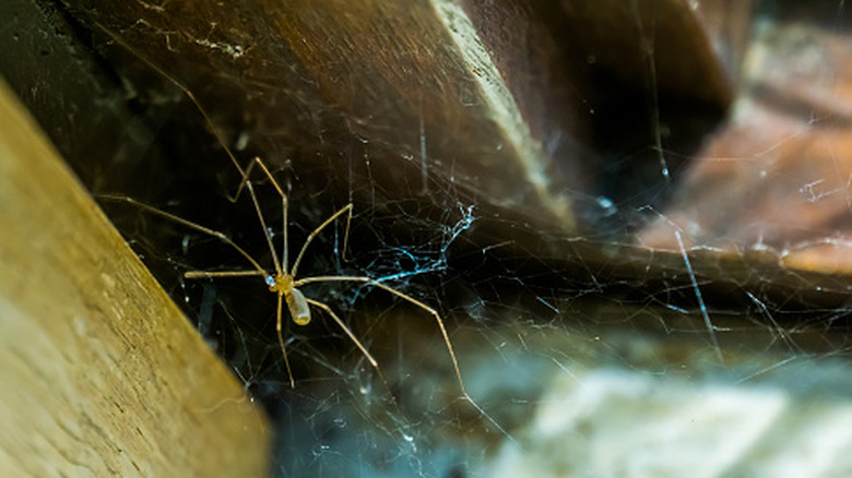Cellar spider web and spider in a wooden structure