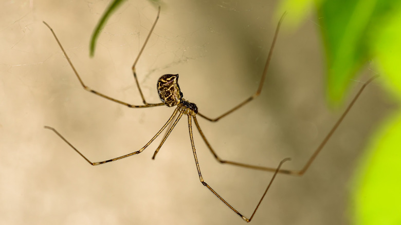 Up-close image of a long-legged cellar spider