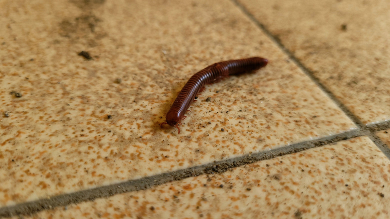 Millipede crawling on a tile floor