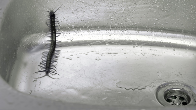 Centipede inside a kitchen sink
