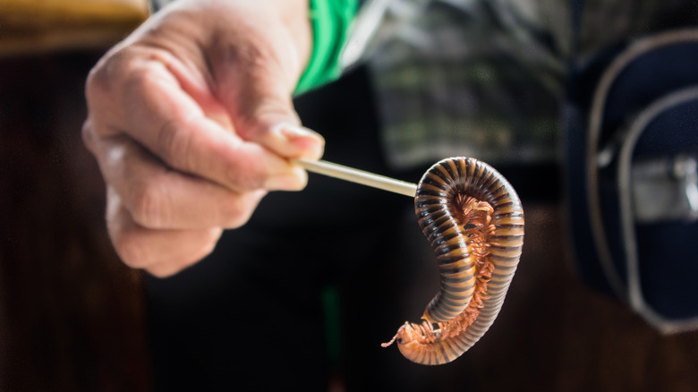 A person holding a stick with a millipede on the end
