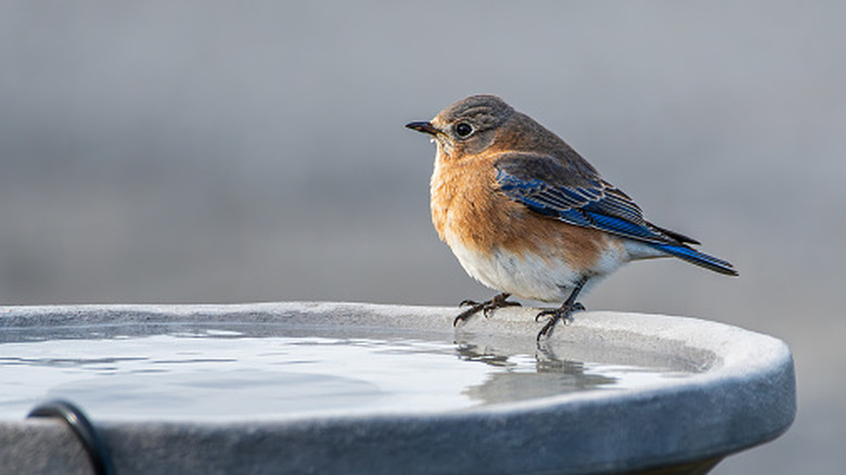 A bird perched on the edge of a birdbath.