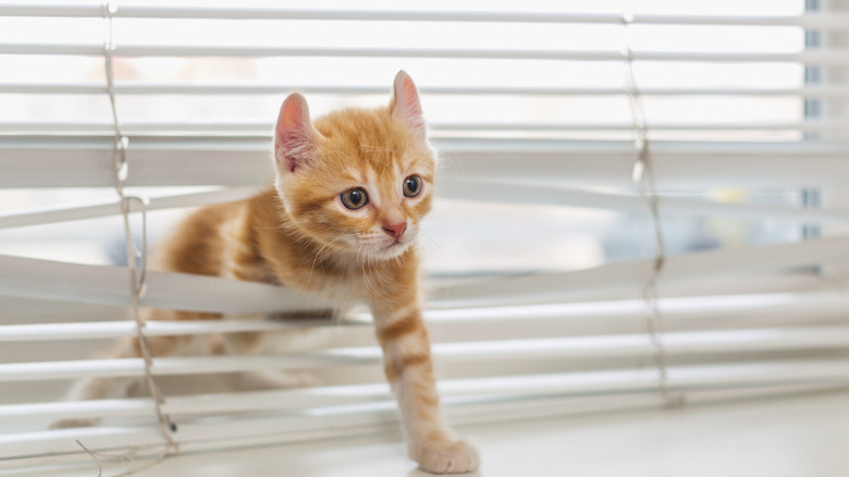 A kitten crawling through vertical blinds