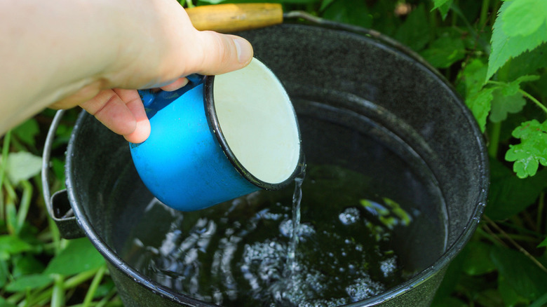 Person pouring water in a bucket outside
