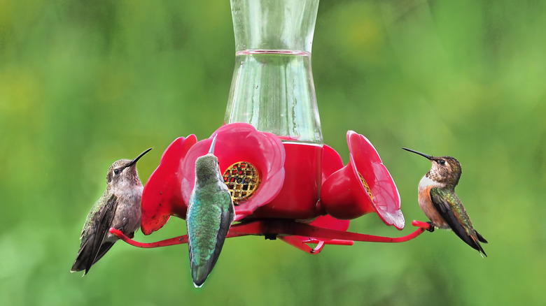 Three hummingbirds visiting a red feeder