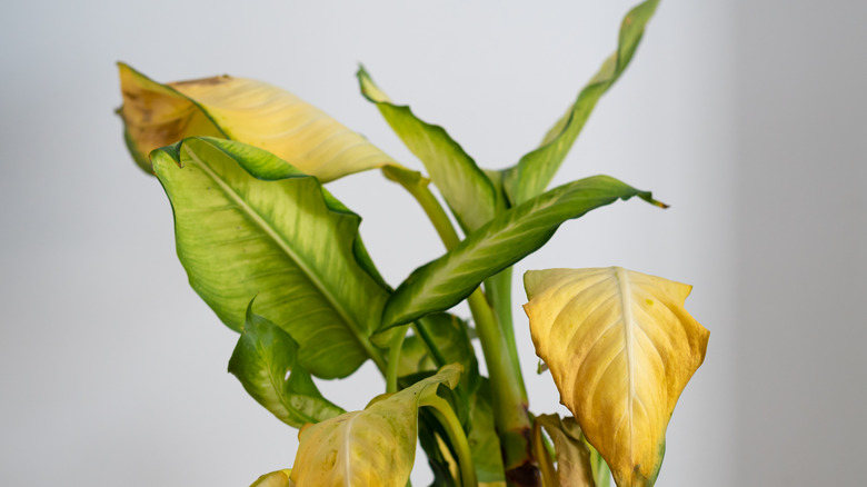 close up shot of plant with many dying yellow leaves