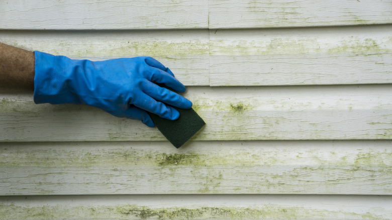 Person cleaning vinyl siding covered with green algae