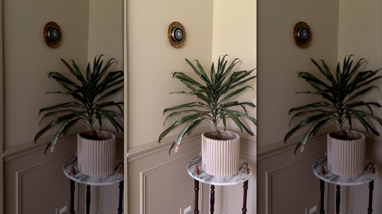 A houseplant on a pedestal in the corner of a room with a thermostat in a gilt frame on the wall