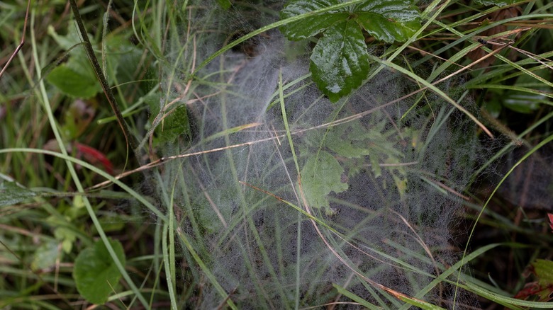 Close-up of a tangle web in the grass