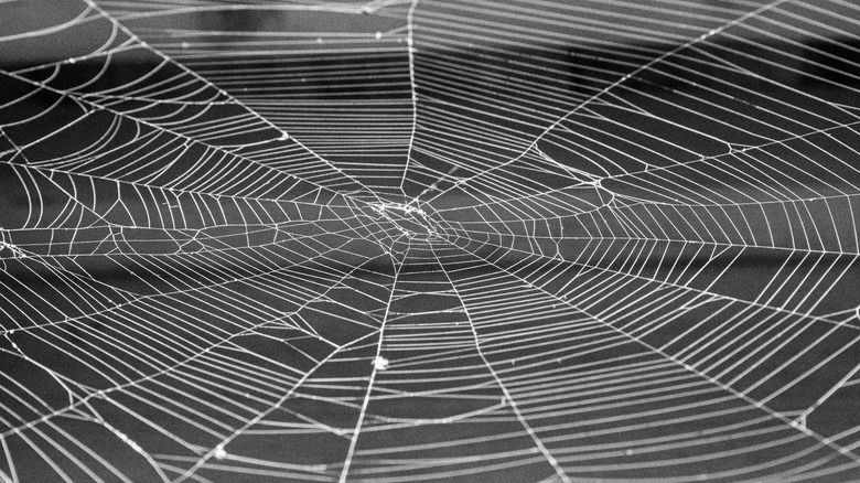 Close-up of a circular spiderweb
