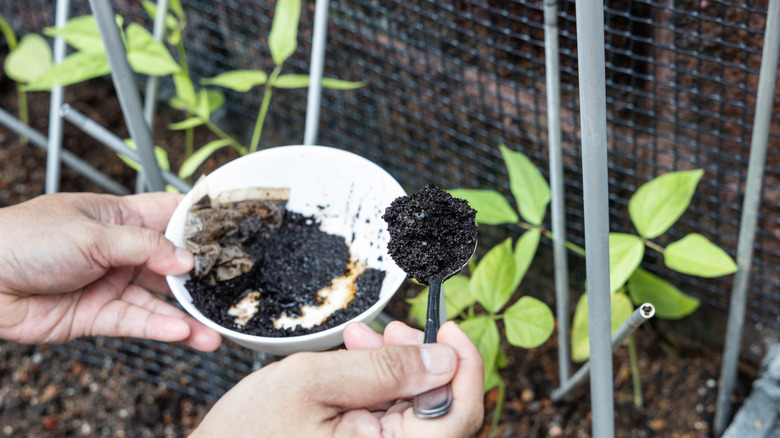A pair of hands adding spent coffee grounds to the soil around pepper plants.