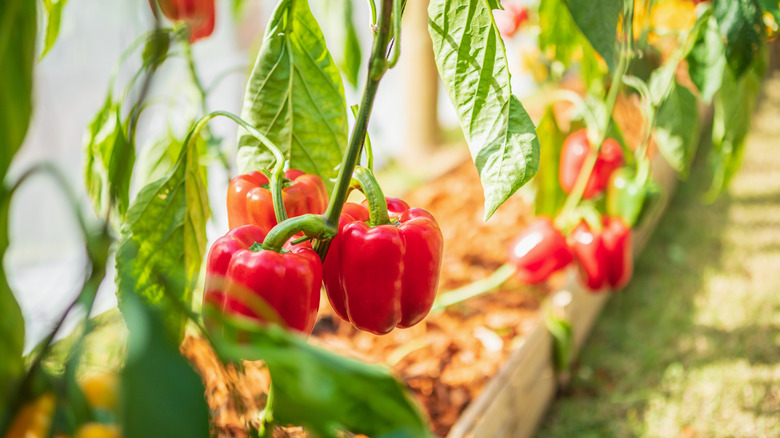 A row of red bell pepper plants growing in a garden.