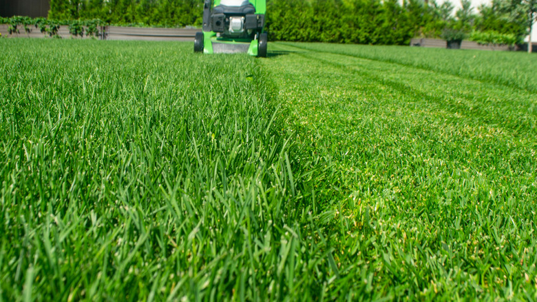 mowed and un-mowed grass, two levels, with approaching push mower