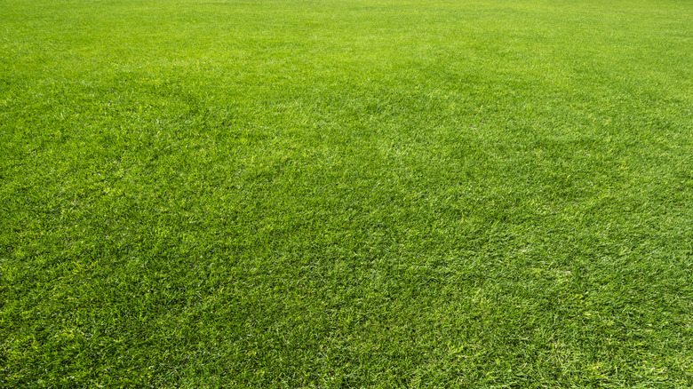 Green lawn cut short